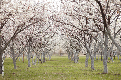Blooming apple orchard. Many trees bloom in white flowers on a green meadow