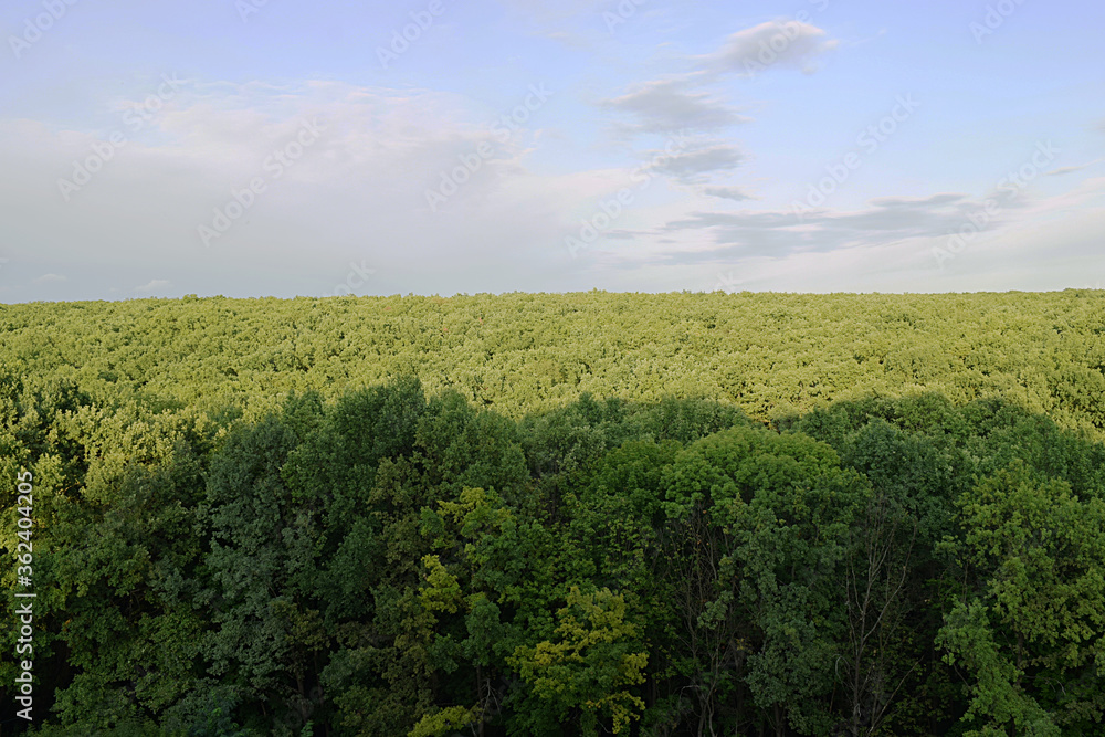 Forest and sky, view from above. Forest and sky, view from above.