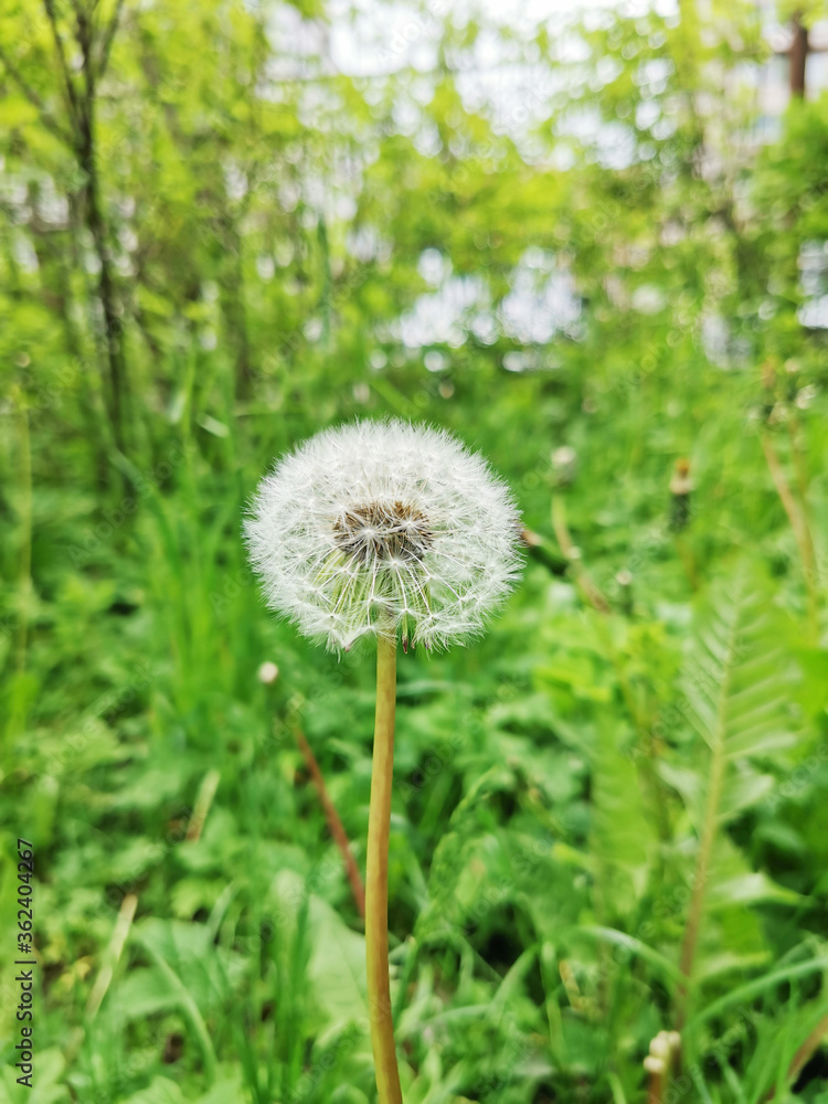 White ripened dandelion in the grass at sunset White ripened dandelion in the grass at sunset
