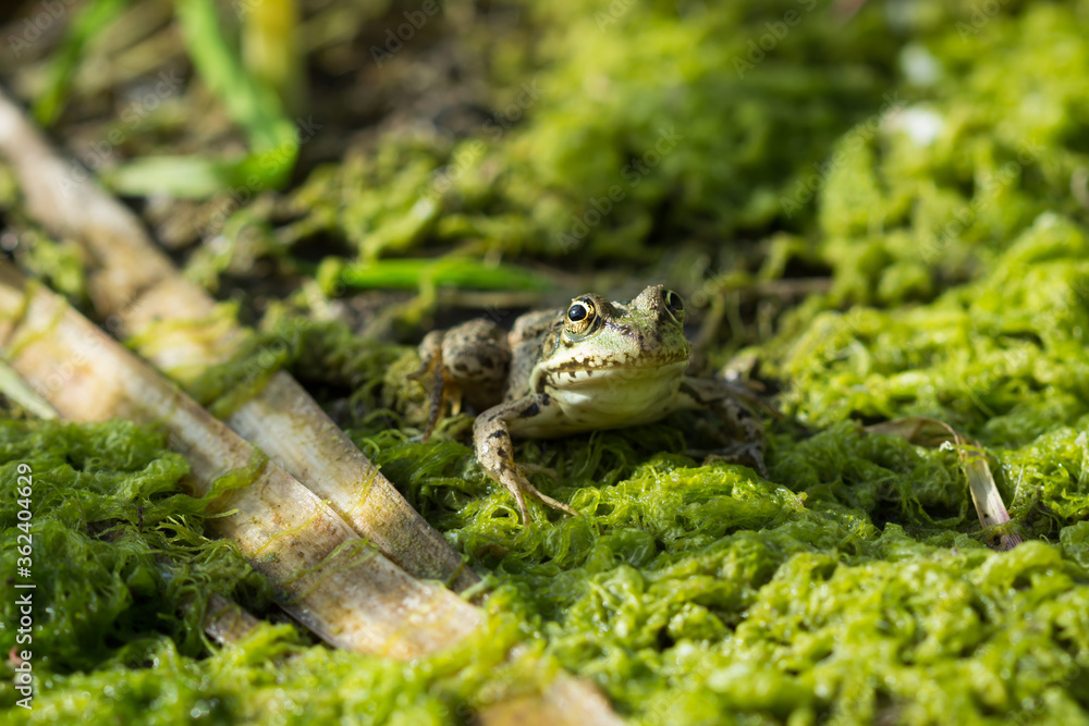 The marsh frog (Pelophylax ridibundus), of the family Ranidae. The marsh frog (Pelophylax ridibundus), of the family Ranidae.