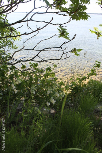 TREE , WATER, STONE 