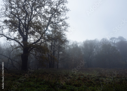 A misty forest glade surrounded by trees. Still forest in a cloudy autumn day.