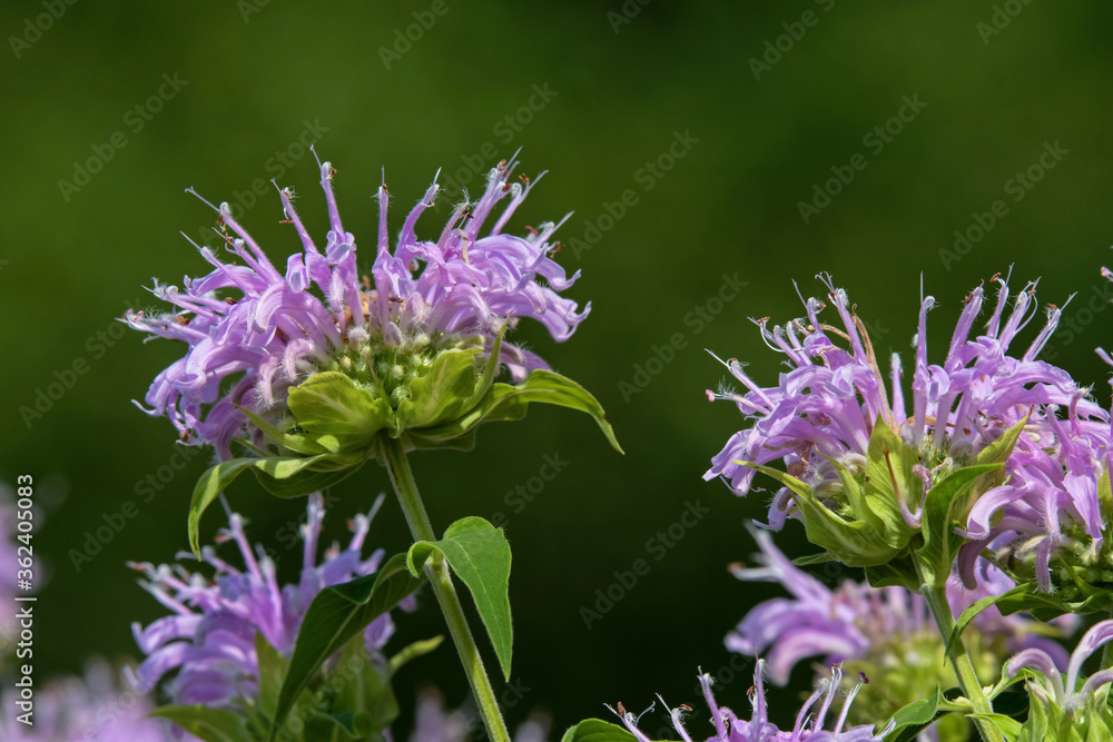 Bee balm in the garden. Known as Monarda it is a genus of flowering plants in the mint family, Lamiaceae. It is endemic to North America. Common names include horsemint and bergamot. Bee balm in the garden. Known as Monarda it is a genus of flowering plants in the mint family, Lamiaceae. It is endemic to North America. Common names include horsemint and bergamot.