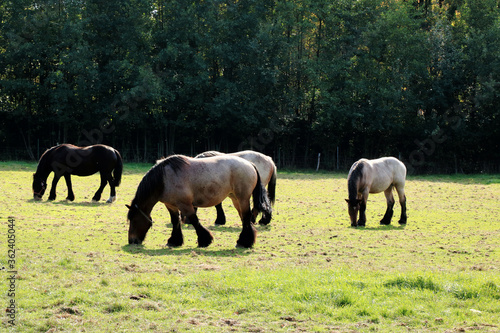 working horses in Bokrijk  Belgium