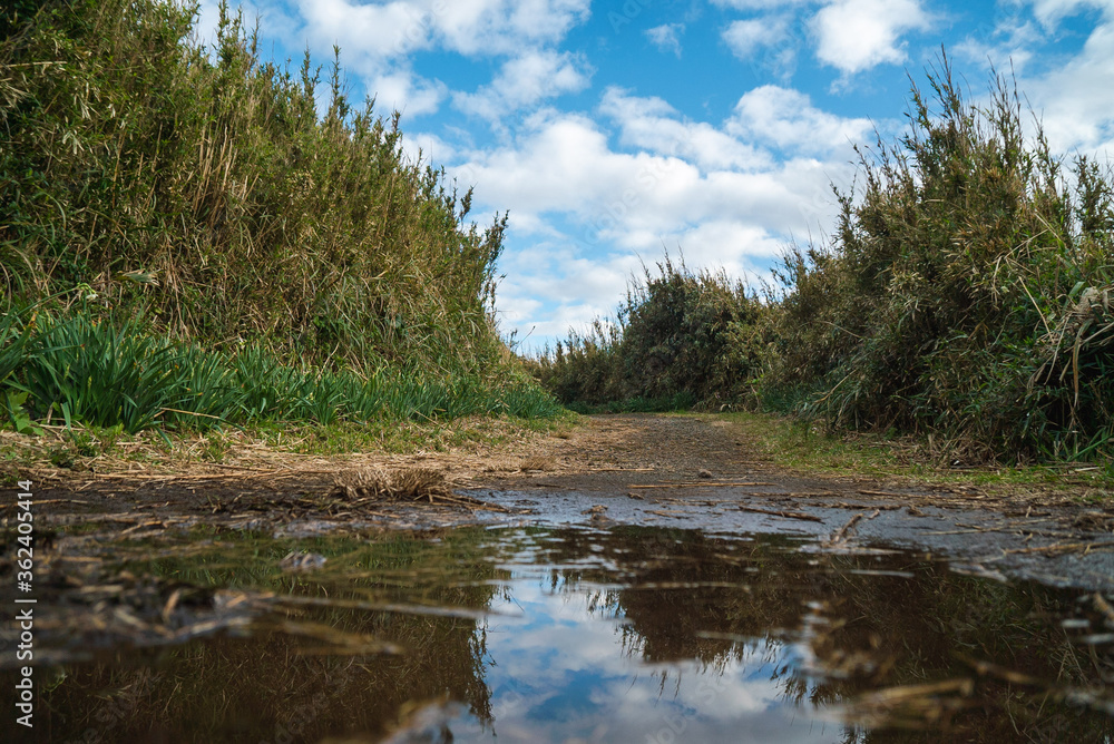 pond on the ground