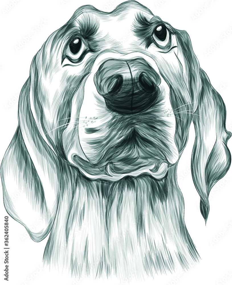 portrait of a dog Labrador Dachshund black and white sketch coloring book vector illustration portrait of a dog Labrador Dachshund black and white sketch coloring book vector illustration
