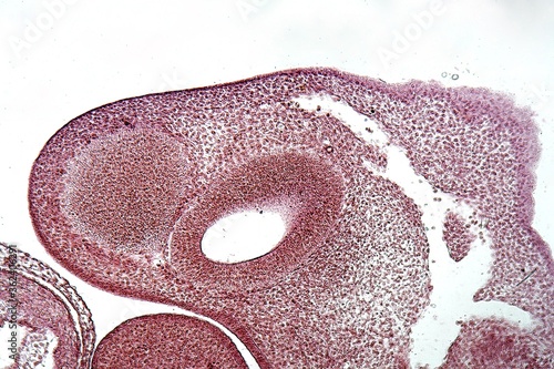 Section of a porcine embryo head under the microscope