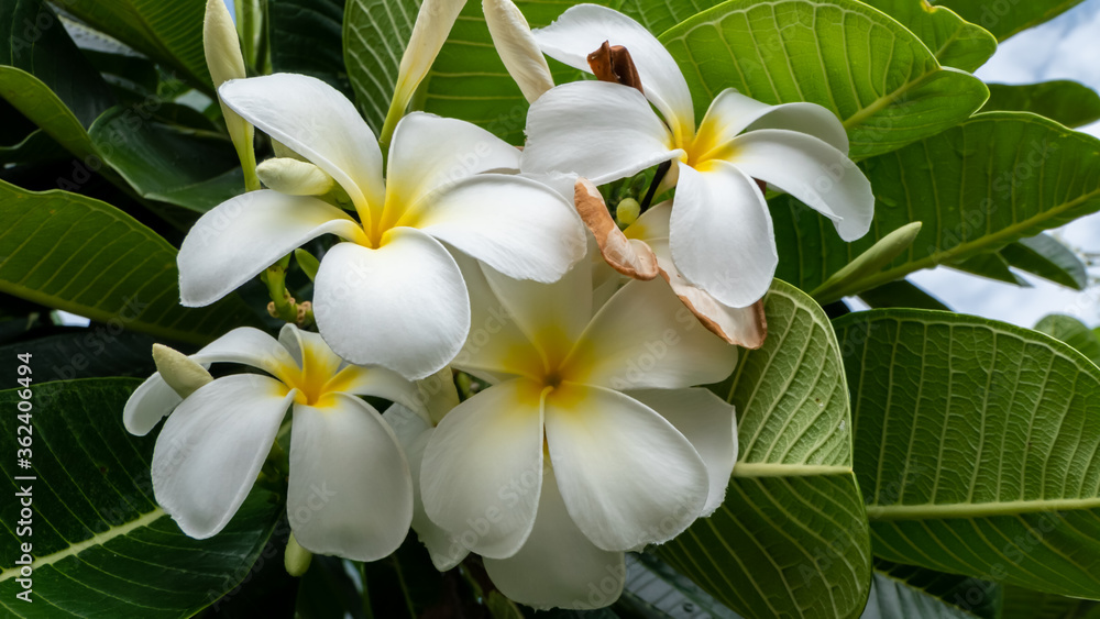 White Plumeria flowers that bloom in the morning. White Plumeria flowers that bloom in the morning.