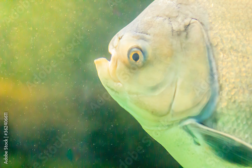 Cute Pacu fish in the water. Pacu is omnivorous South American freshwater serrasalmid fish that are related to the piranha.