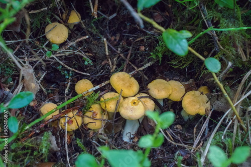Orange family of chanterelle mushrooms from under the mo