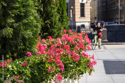 a street decorated with bright pink geraniums and cypresses
