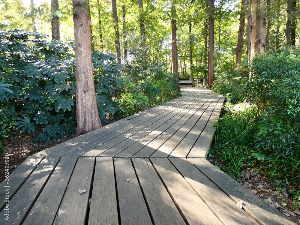 Wooden pathway between green trees, Hangzhou, China 