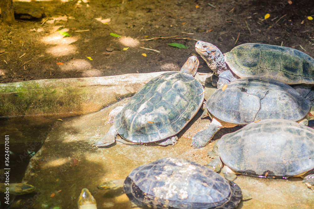 Cute yellow-headed temple turtle (Heosemys annandalii) is a large species of turtle in the family Geoemydidae. Cute yellow-headed temple turtle (Heosemys annandalii) is a large species of turtle in the family Geoemydidae.