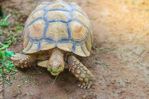Cute Asian forest tortoise (Manouria emys), also known commonly as the Asian brown tortoise, is a species of tortoise in the family Testudinidae.