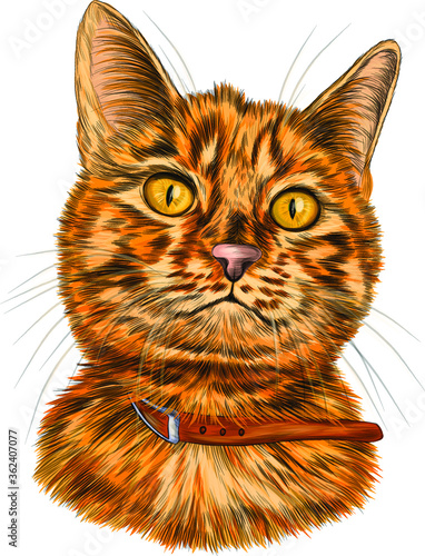 cat portrait orange white striped vector illustration