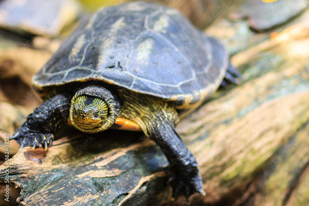 Cute Asian box turtle, Siamese box terrapin (Cuora amboinensis) in the pond. Cuora amboinensis are recognized by their dark olive or black colored head, with three yellow stripes along each side. Cute Asian box turtle, Siamese box terrapin (Cuora amboinensis) in the pond. Cuora amboinensis are recognized by their dark olive or black colored head, with three yellow stripes along each side.