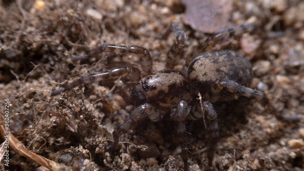 Sand spider Sand spider