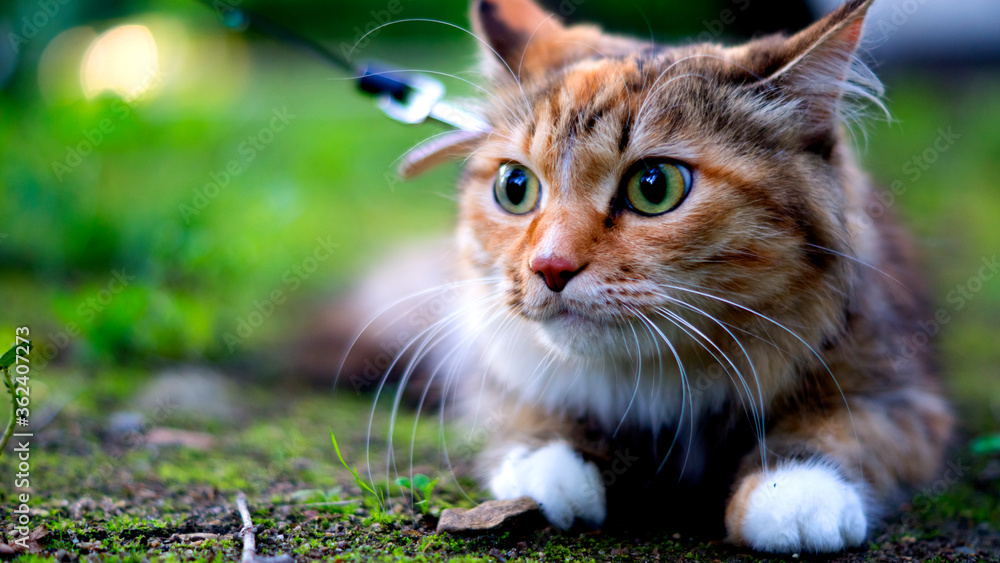 custom made wallpaper toronto digitalCat on the ground