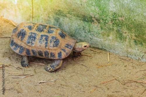 The elongated or yellow-headed tortoise (Indotestudo elongata) occurs in tropical southeast Asia
