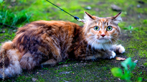 Wallpaper Mural Cat on the ground Torontodigital.ca