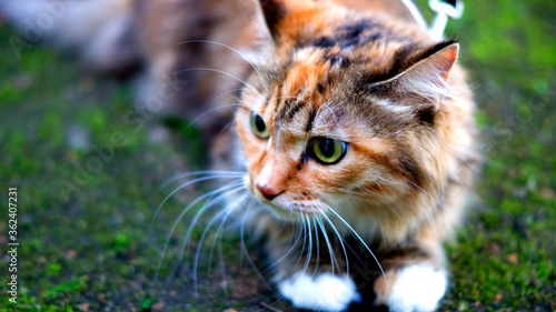 Wallpaper Mural Cat on the ground Torontodigital.ca