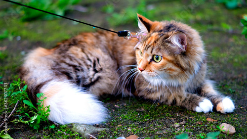 Wallpaper Mural Cat on the ground Torontodigital.ca