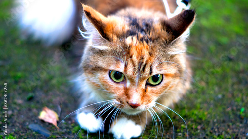 Wallpaper Mural Cat on the ground Torontodigital.ca