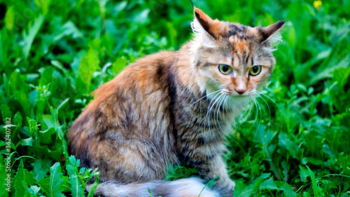 Wallpaper Mural Cat on the ground Torontodigital.ca