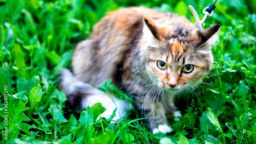 Wallpaper Mural Cat on the ground Torontodigital.ca