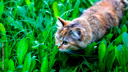 Wallpaper Mural Cat on the ground Torontodigital.ca