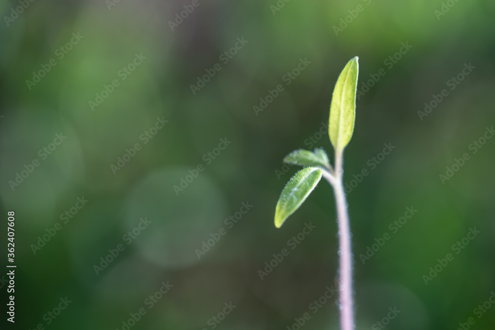 plant seedling growing symbol for clean energy and saving the environment plant seedling growing symbol for clean energy and saving the environment