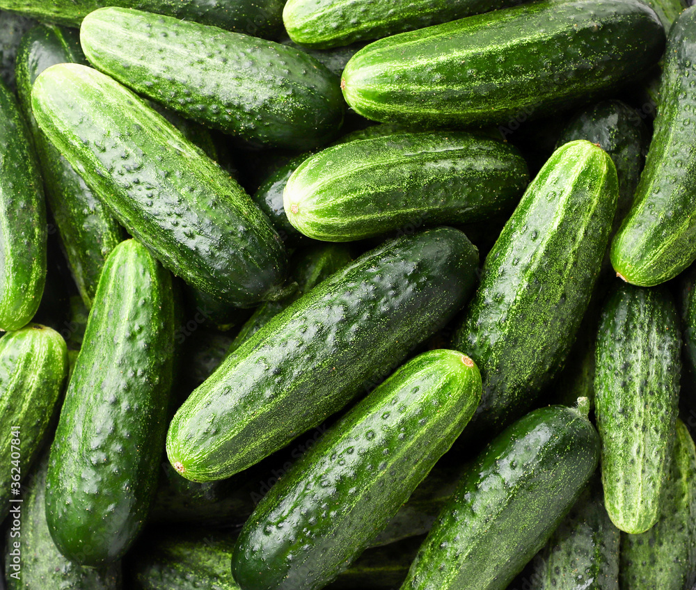Fresh cucumbers, background of cucumbers. The view from top Fresh cucumbers, background of cucumbers. The view from top