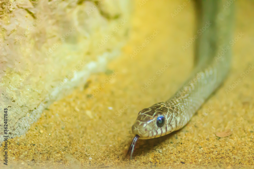 Fototapeta premium Banded Rat Snake, or the Oriental Rat Snake (Ptyas Mucosus) from the wild in Thailand. Banded Rat Snake is a non-toxic land snake that limits household rats and found throughout all parts of Thailand.