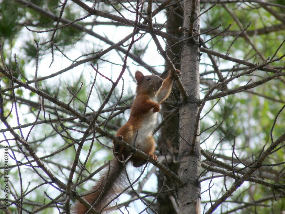 Squirrel on a tree in the taiga on Lake Baikal looks at tourists. trekking through the taiga along Lake Baikal. Irkuts, Russia. Squirrel on a tree in the taiga on Lake Baikal looks at tourists. trekking through the taiga along Lake Baikal. Irkuts, Russia.