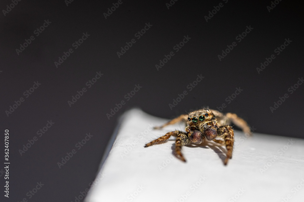 Fototapeta premium Jumping Spider (Marpissa Muscosa) on a plant leaf in germany