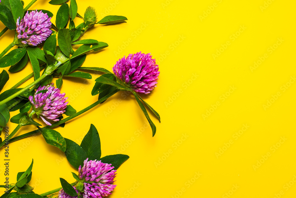 Fototapeta premium clover flowers on yellow background with copy space