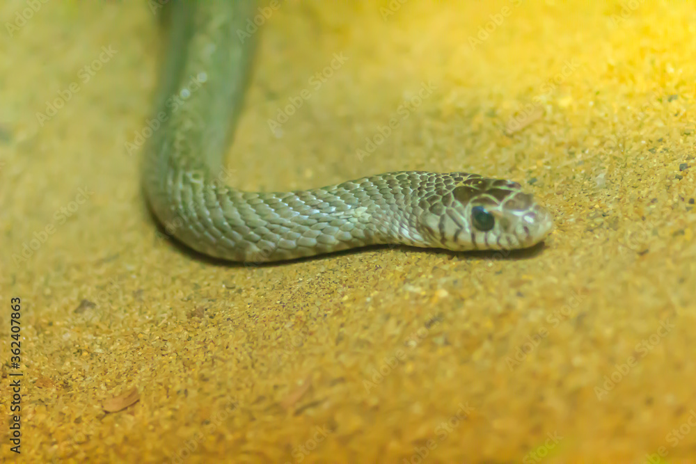 Banded Rat Snake, or the Oriental Rat Snake (Ptyas Mucosus) from the wild in Thailand. Banded Rat Snake is a non-toxic land snake that limits household rats and found throughout all parts of Thailand. Banded Rat Snake, or the Oriental Rat Snake (Ptyas Mucosus) from the wild in Thailand. Banded Rat Snake is a non-toxic land snake that limits household rats and found throughout all parts of Thailand.