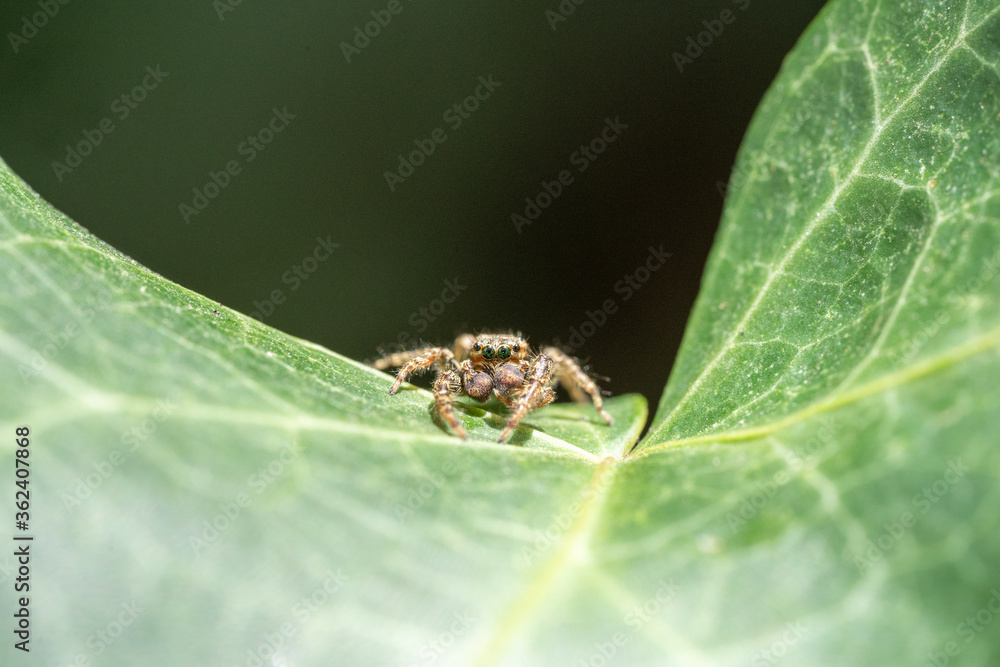 Jumping Spider (Marpissa Muscosa) on a plant leaf in germany Jumping Spider (Marpissa Muscosa) on a plant leaf in germany