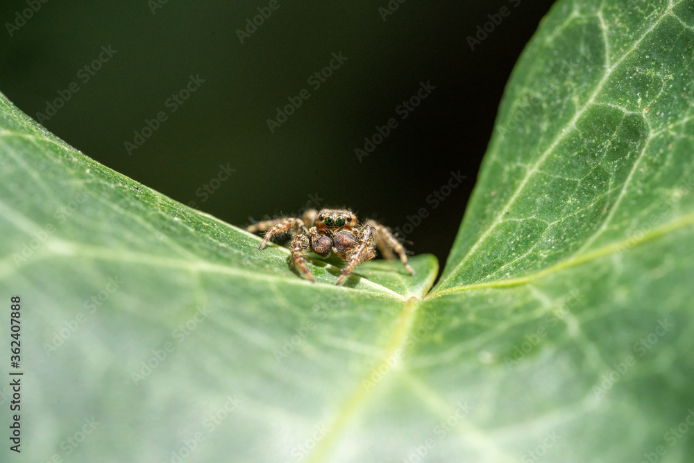 Jumping Spider (Marpissa Muscosa) on a plant leaf in germany Jumping Spider (Marpissa Muscosa) on a plant leaf in germany