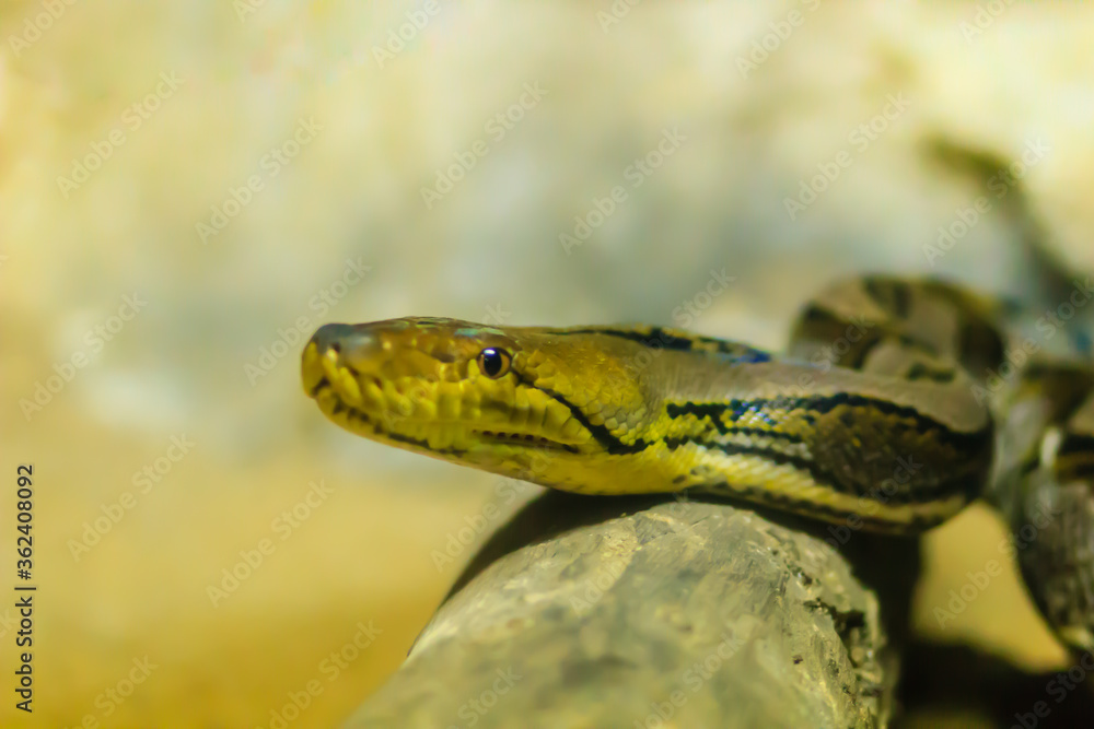 Cute Reticulated Python(Regal Python) Python reticulatus is light yellowish to brown on the dorsal portion of their bodies with black lines extending from the ventral area of the eyes diagonally down Cute Reticulated Python(Regal Python) Python reticulatus is light yellowish to brown on the dorsal portion of their bodies with black lines extending from the ventral area of the eyes diagonally down