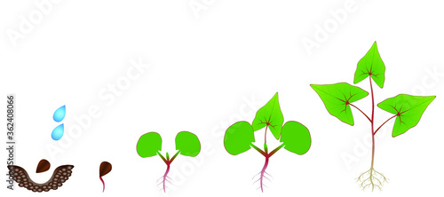 Sequence of a buckwheat plant growing isolated on white.