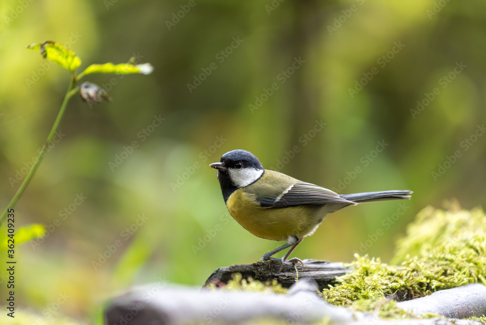 Great tit on a green background looking for food Great tit on a green background looking for food