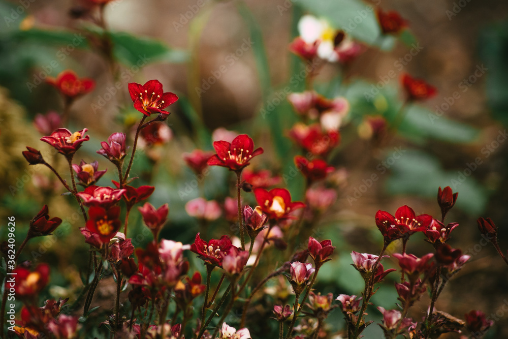 Obraz premium red flowers in the garden