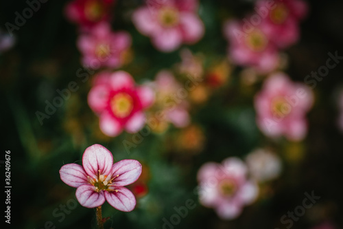 pink flowers in the garden