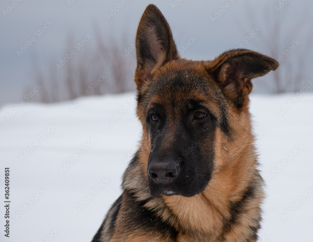German shepherd close up portrait in winter with white snow