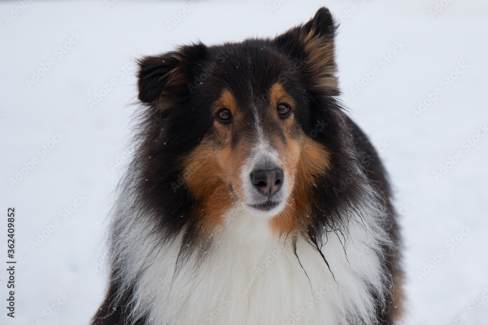Shetland sheepdog in white snow close up of face Shetland sheepdog in white snow close up of face