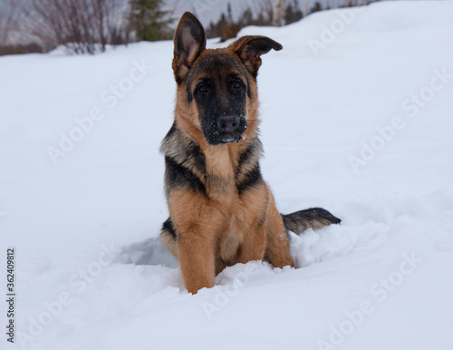 German shepherd sitting in deep white snow © Ashley