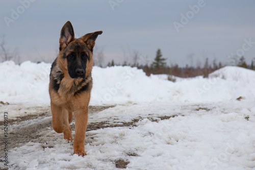 German shepherd walking in snow in winter © Ashley