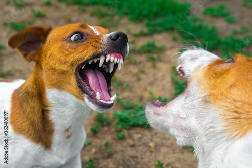 Konstfotografi two dogs are fighting on the street. Agressive dogs. Dog attack.