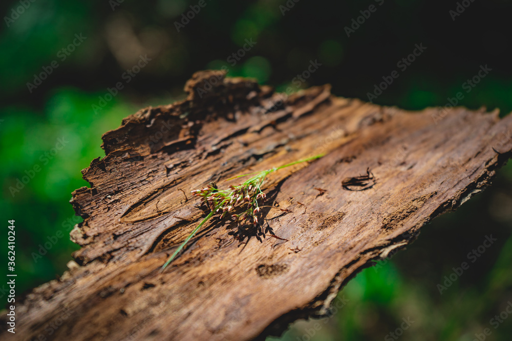 little flower on tree trunk